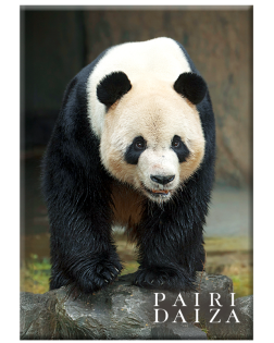 Magnet Métal Panda 2025