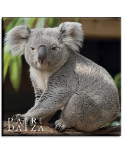 Magnet Portrait Koala