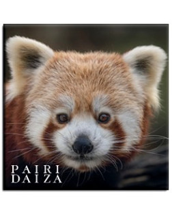 Metalen magneet Rode Panda