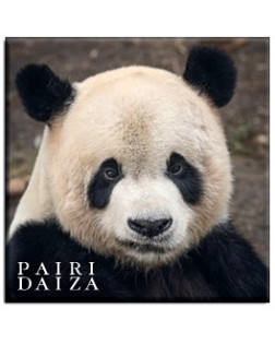 Magnet Portrait Panda Géant