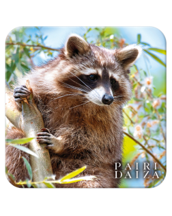 Sous-verre Raton Laveur– Collection Printemps
