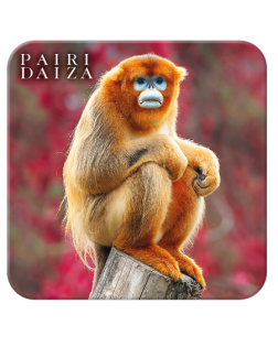 Sous-verre Singe Doré – Collection Printemps
