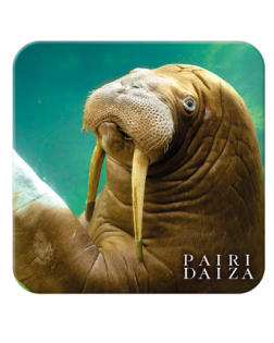 Onderzetter Walrus – Zomer Collectie
