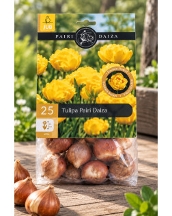 Tulpenbollen Pairi Daiza – 25 stuks